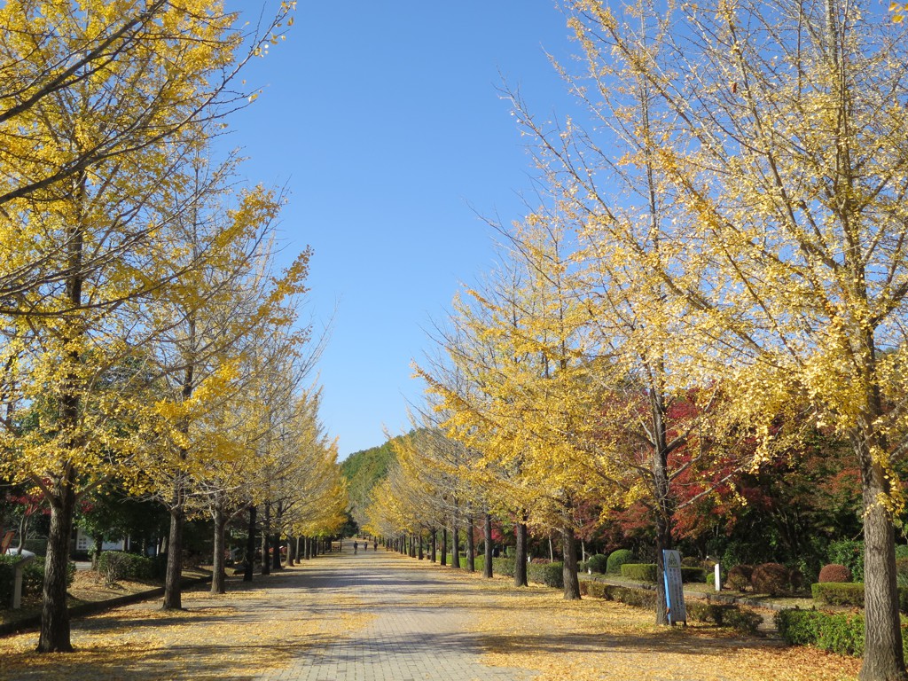 イチョウ並木紅葉情報　11月6日（月）現在
