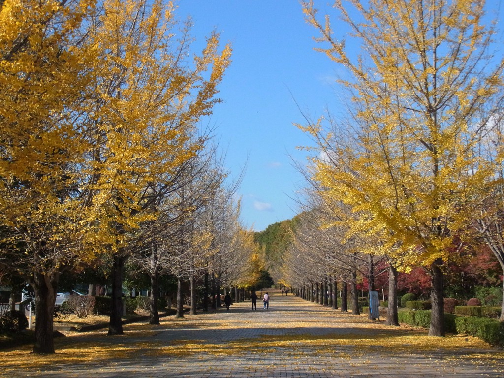 イチョウ並木紅葉情報　11月9日（木）現在