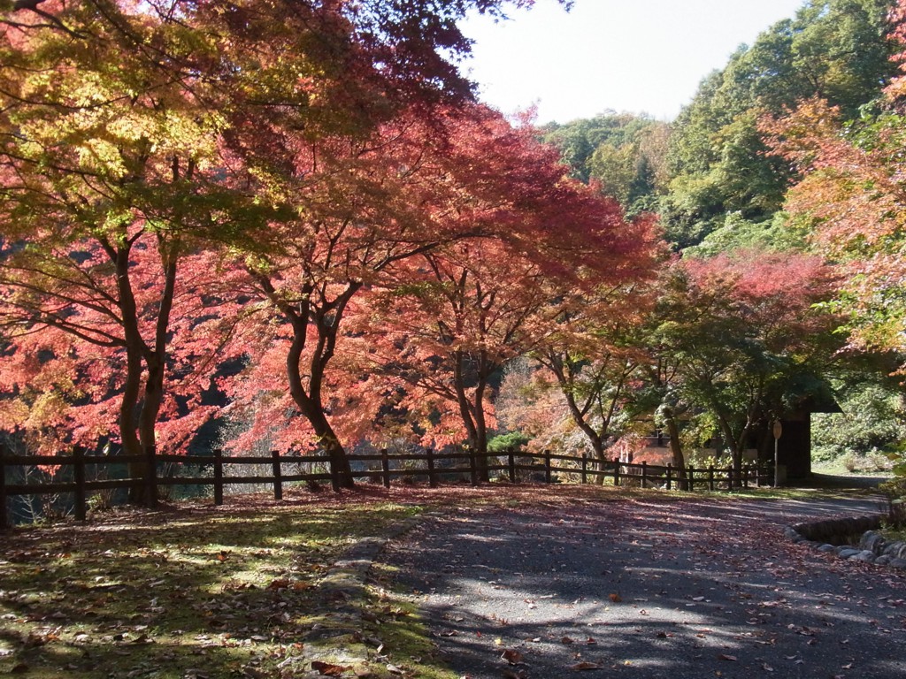 もみじ紅葉情報　11月9日（木）現在