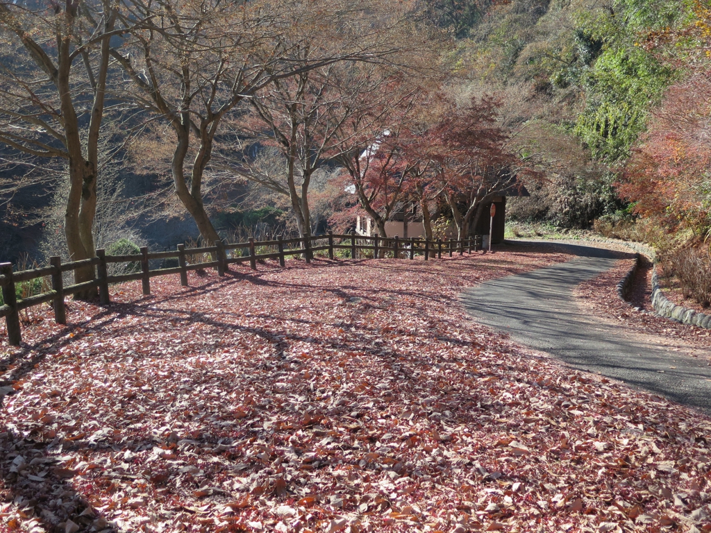 もみじ紅葉情報　12月7日（木）終了