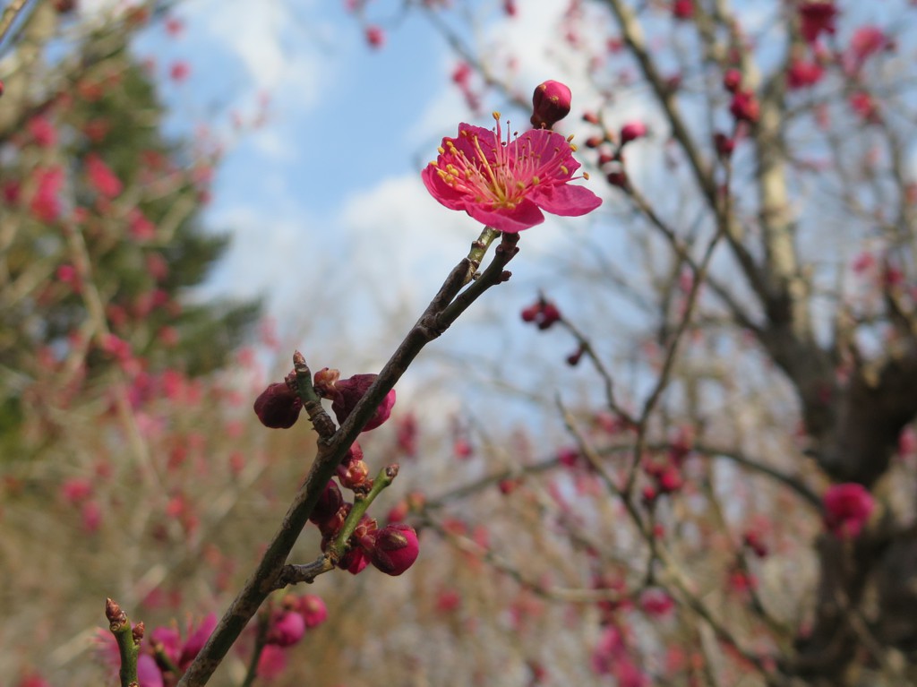梅園 開花情報 2月24日(土)　早咲きが開花