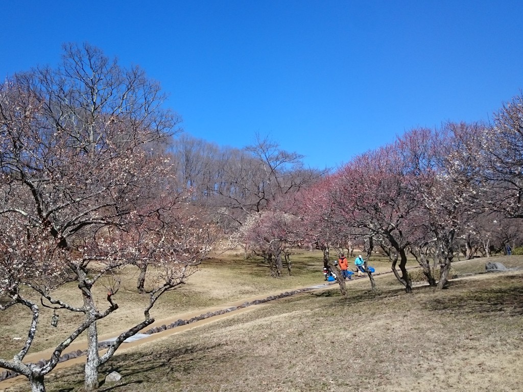 梅園 開花情報 ３月10日(土)　4・5分咲き