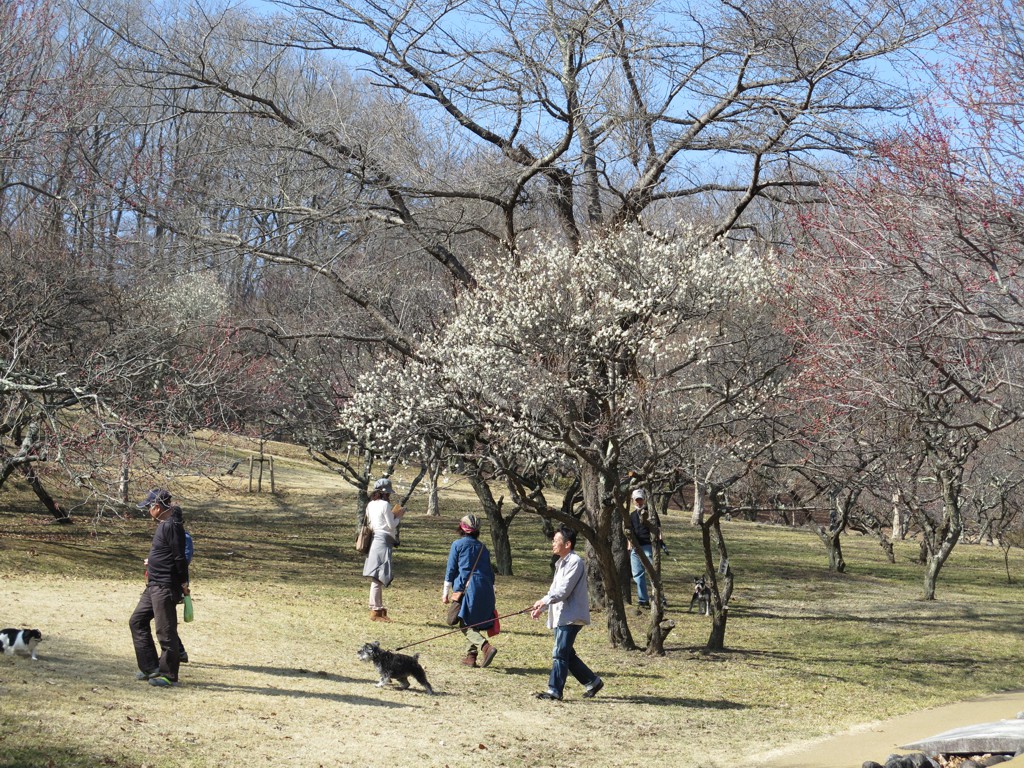 梅園 開花情報 ３月4日(日)　白梅も咲き始めました