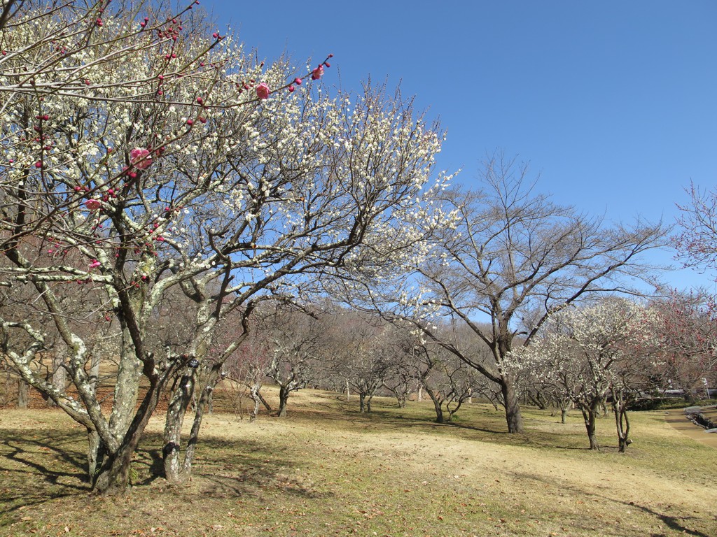 梅園 開花情報 ３月6日(火)　三分咲き