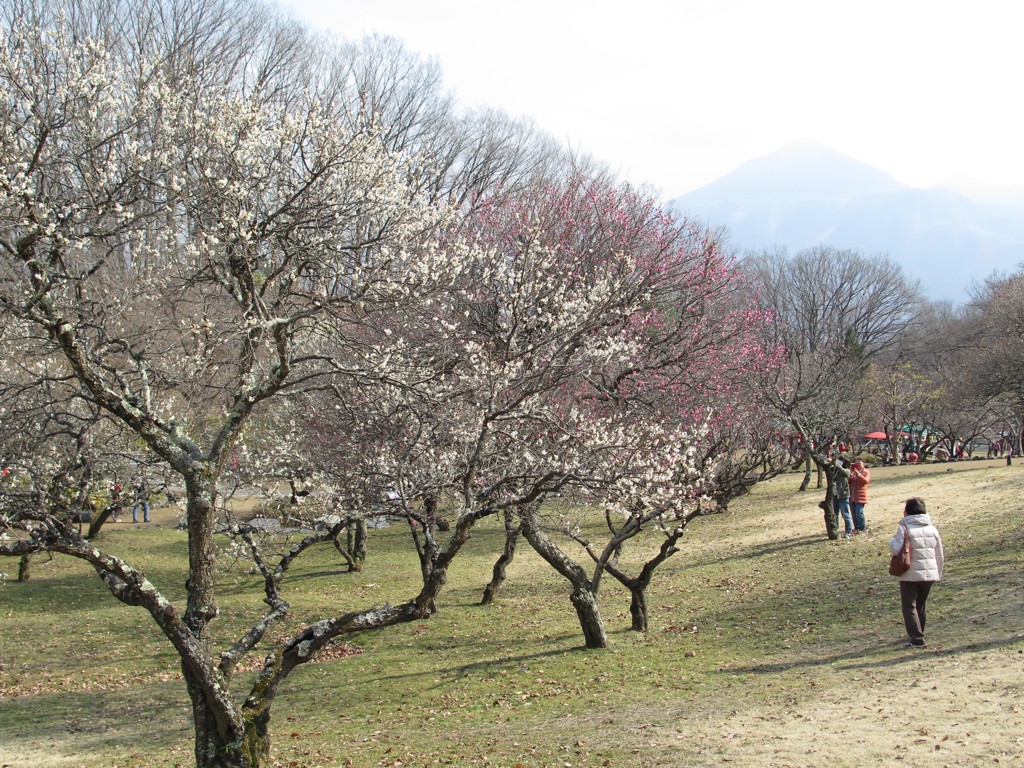 梅園 開花情報 ３月11日(日)　ほぼ見頃