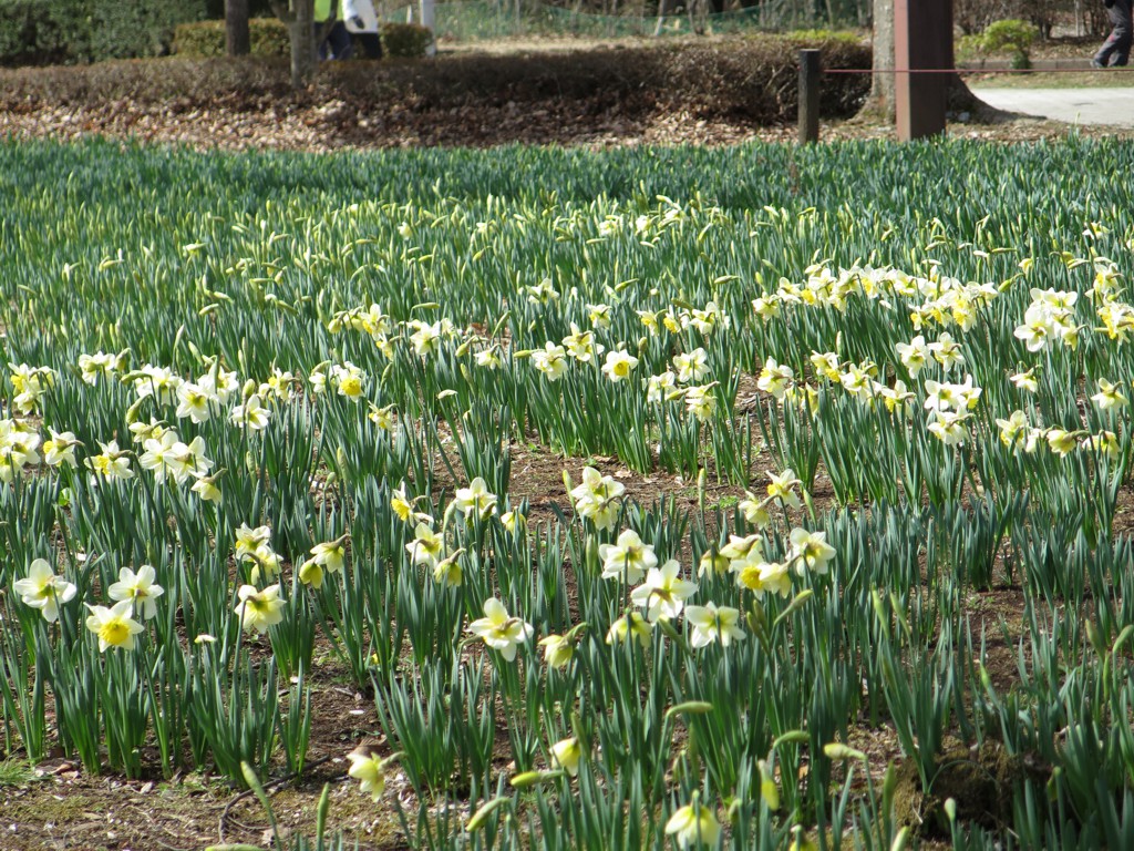 スイセンの開花状況　３月２４日（晴）