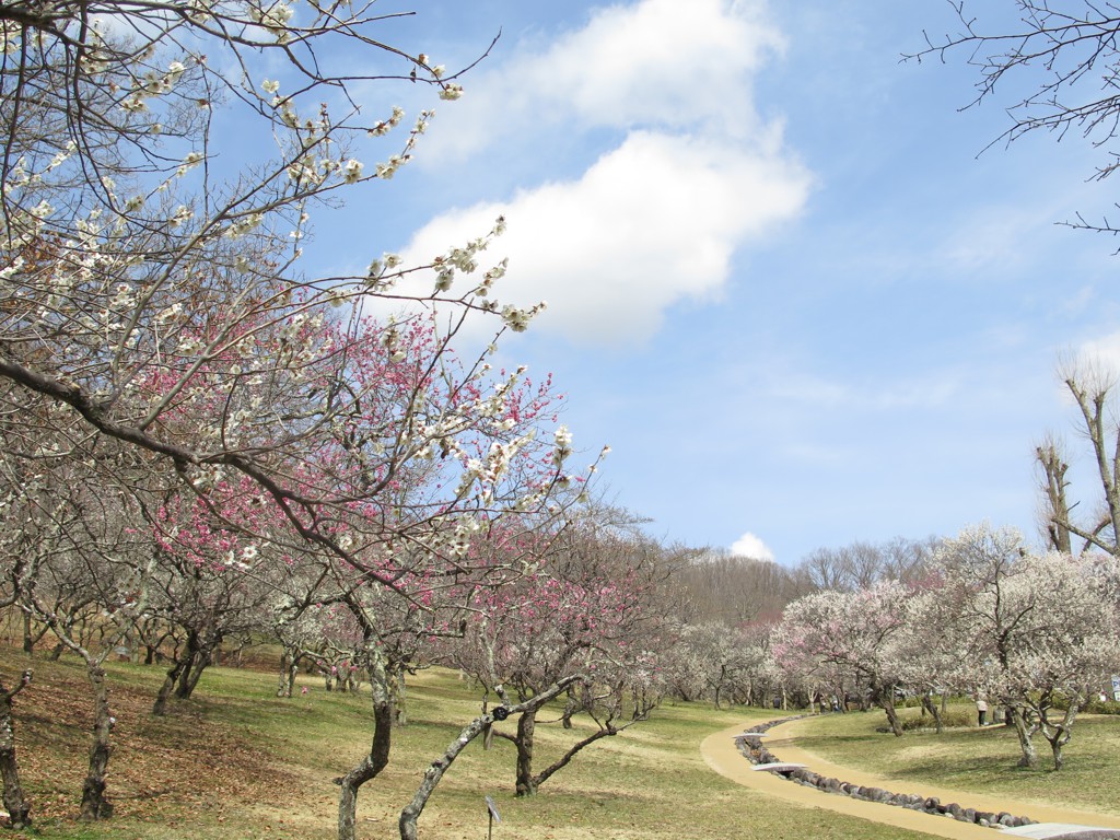 梅園 開花情報 ３月24日(土)　満開です