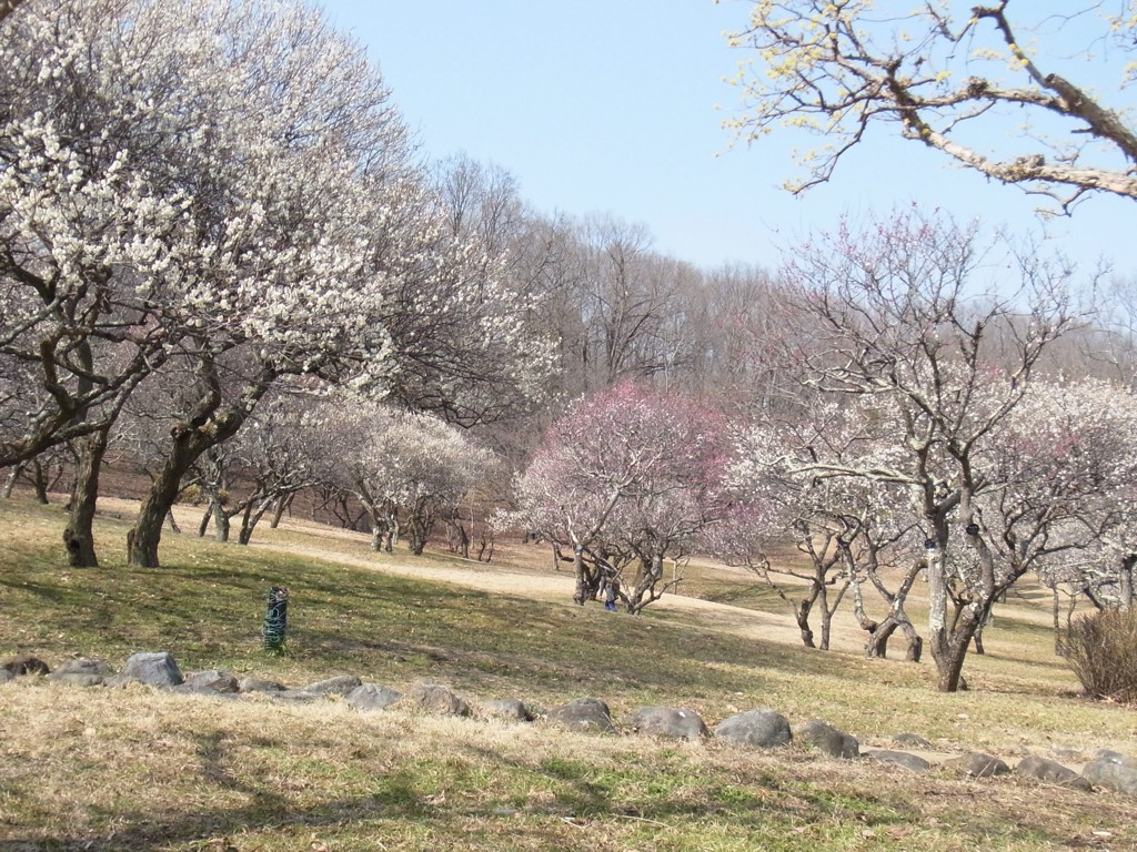 梅園 開花情報 ３月14日(水)　見頃です