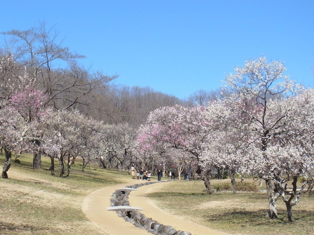 梅園 開花情報 ３月17日(土)　満開です