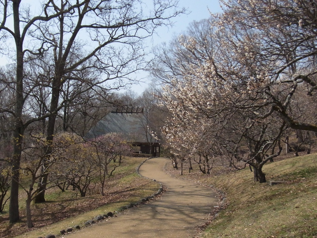 梅園 開花情報 ３月2９日(木)　終了です