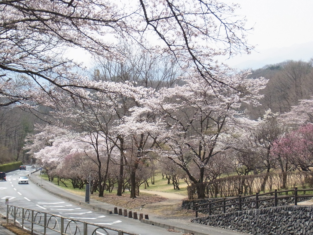 桜の開花状況　３月２９日（晴）もうすぐ見頃