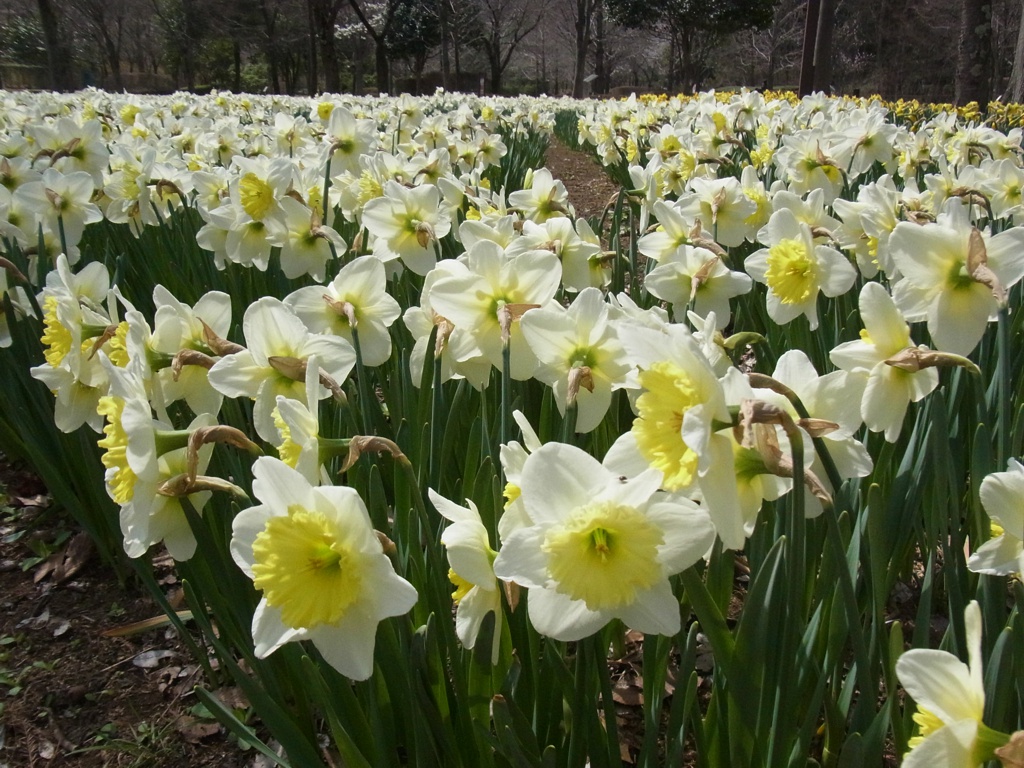 スイセンの開花状況　３月２９日（晴）