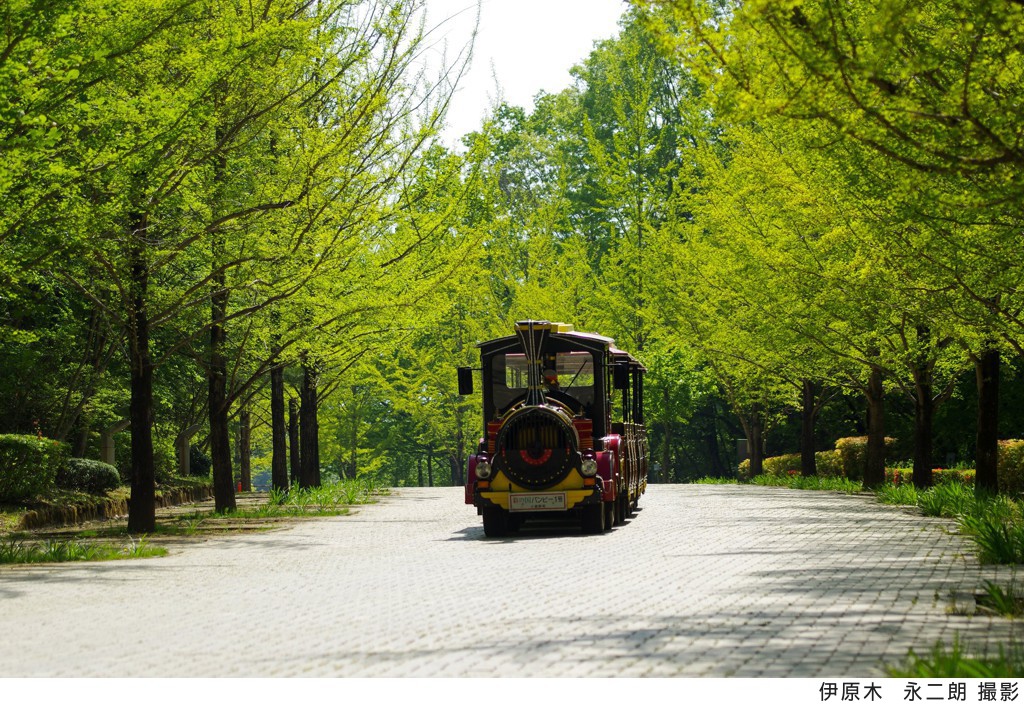 新緑　平成３０年４月２５日（晴）見頃