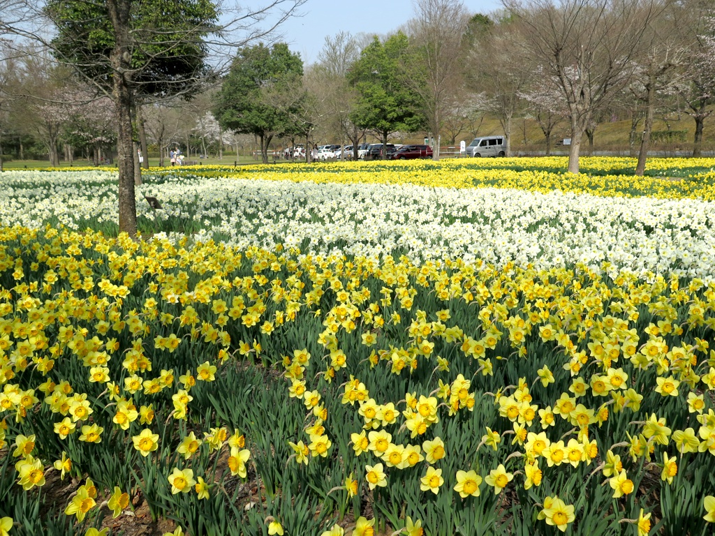 スイセンの開花状況　4月3日（見頃）