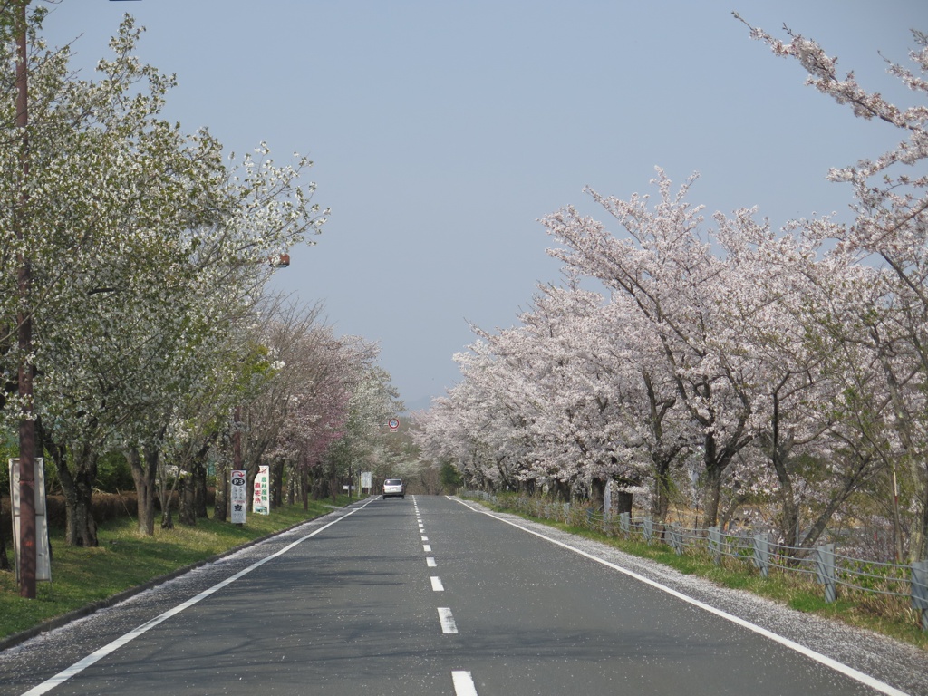 桜の開花状況　４月６日現在（葉桜）