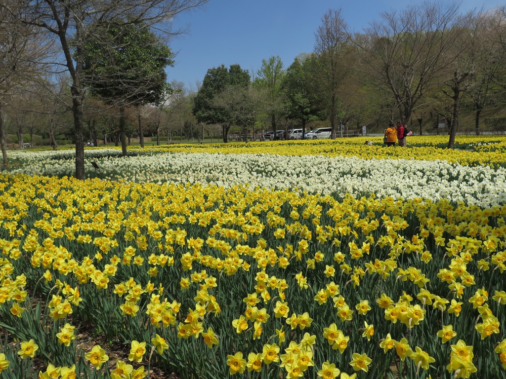 スイセンの開花状況　4月８日（見頃・一部散り始め）