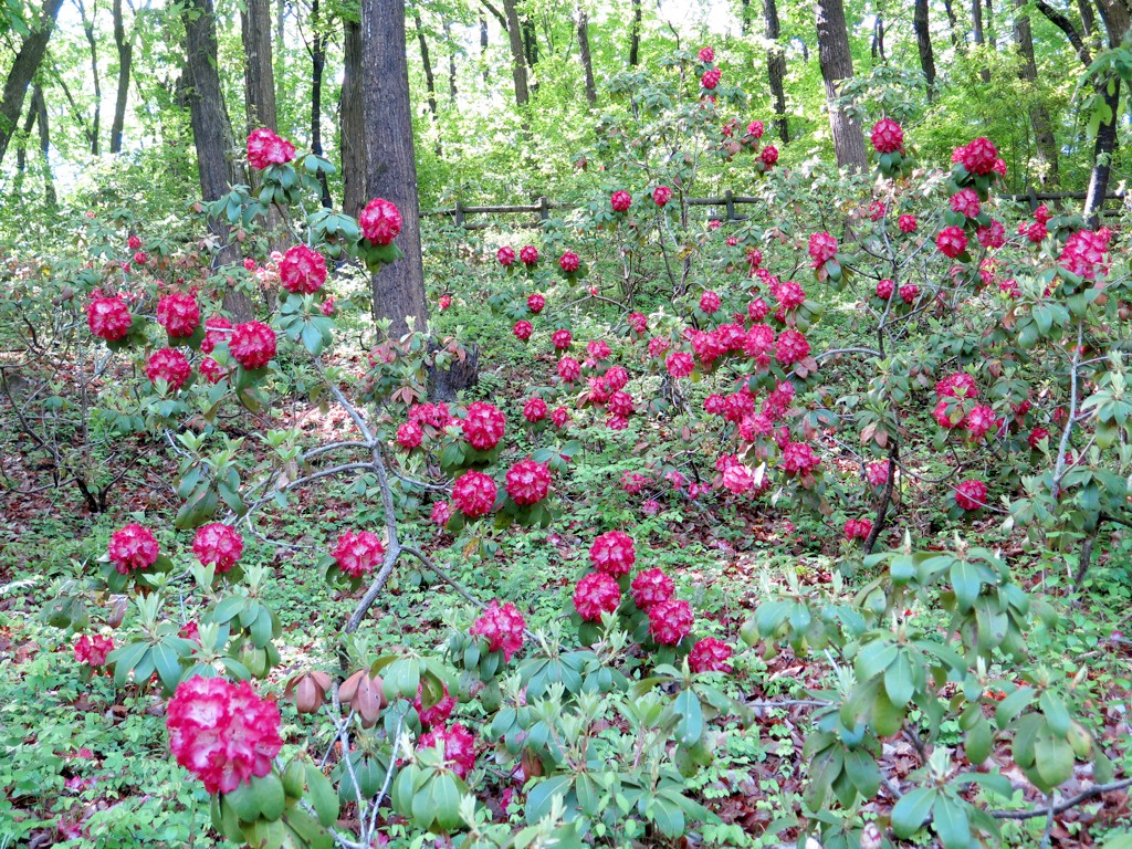 シャクナゲの開花状況　４月２５日（４部咲き）