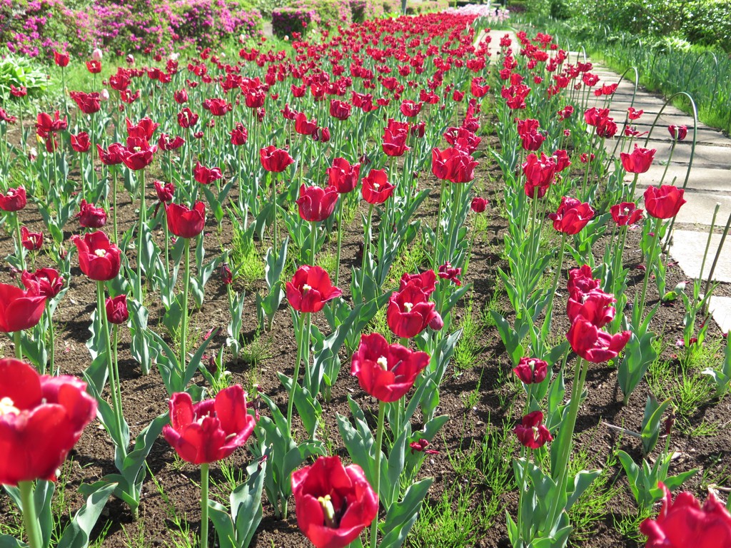 チューリップ開花状況 ４月２５日(見頃は過ぎました）