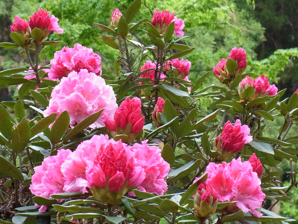 シャクナゲの開花状況　４月２７日（７部咲き）