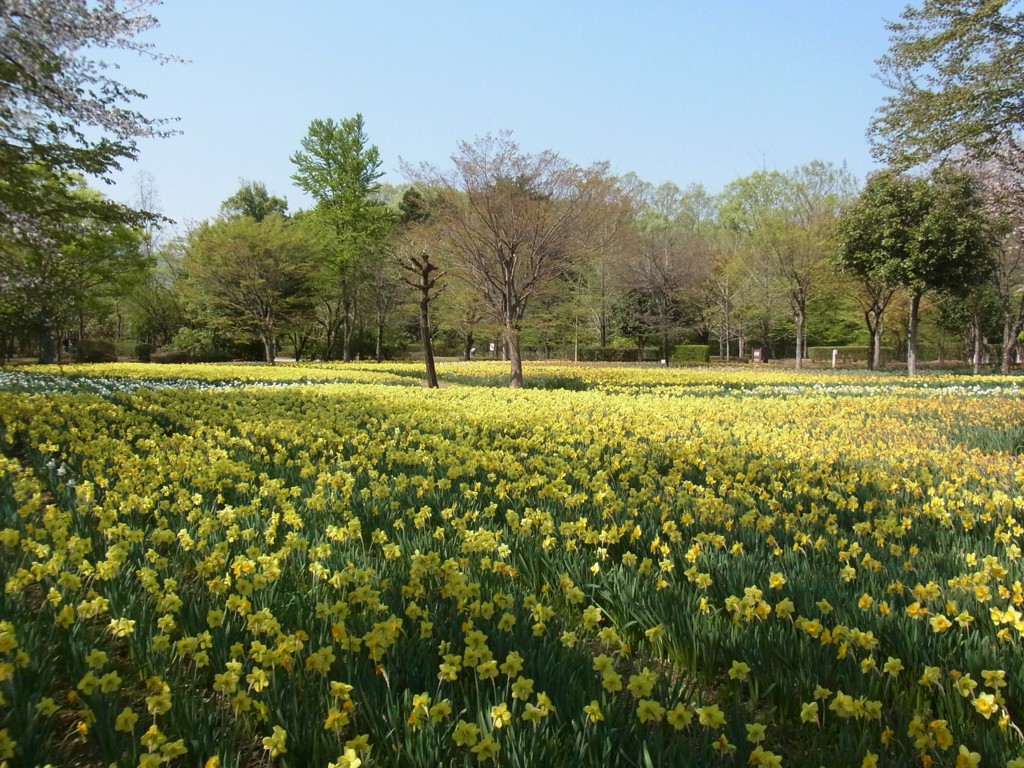 スイセンの開花状況　4月13日（早咲き終了）