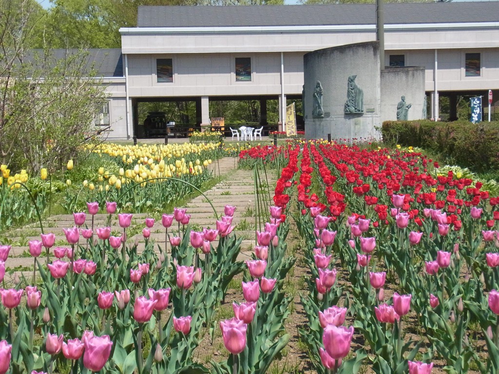 チューリップ開花状況 ４月１３日(見頃になりました）