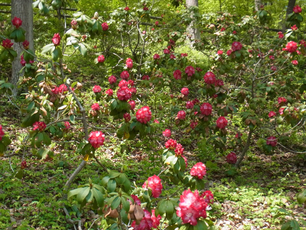 シャクナゲの開花状況　４月２０日（咲始め）