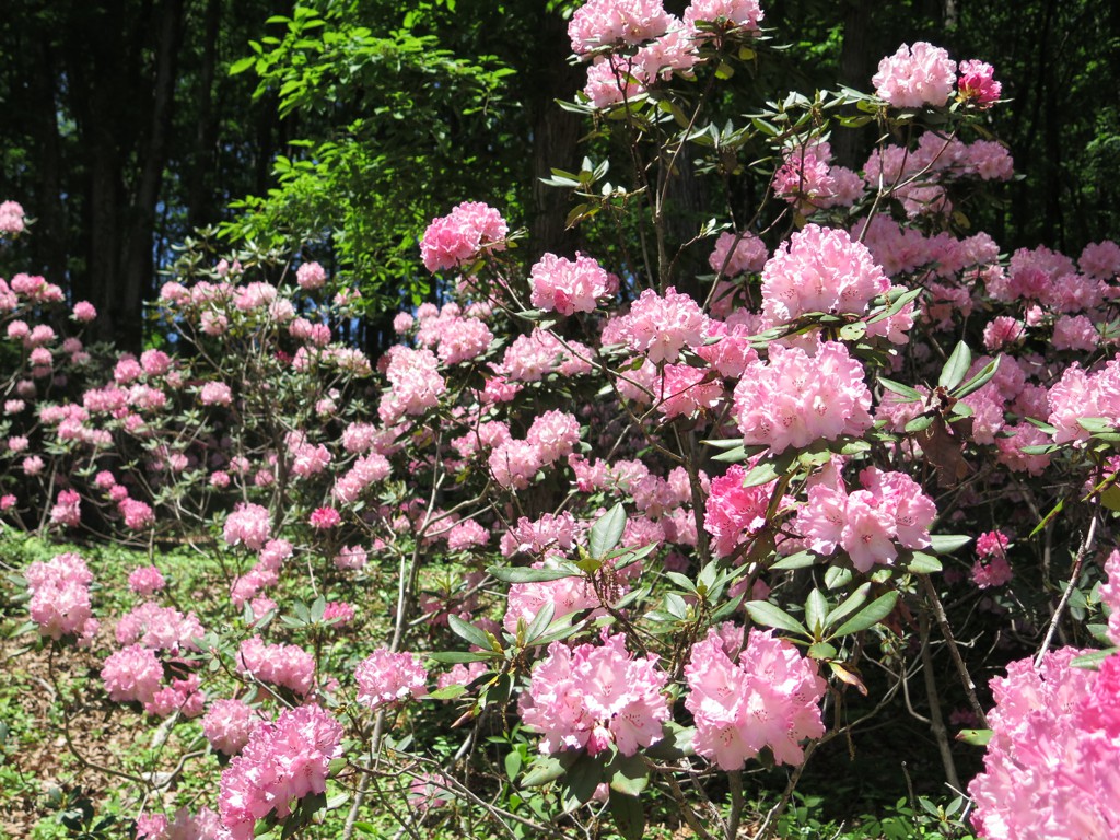 シャクナゲの開花状況　５月４日（ピークです）