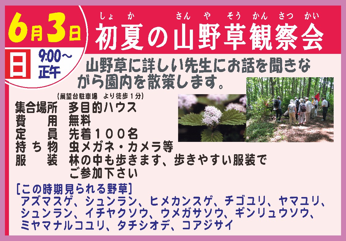 春の山野草観察会