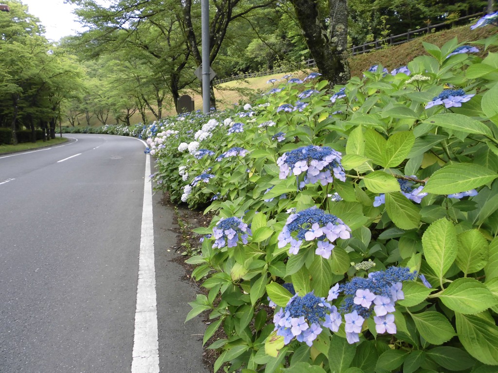 アジサイ開花情報　　6月27日