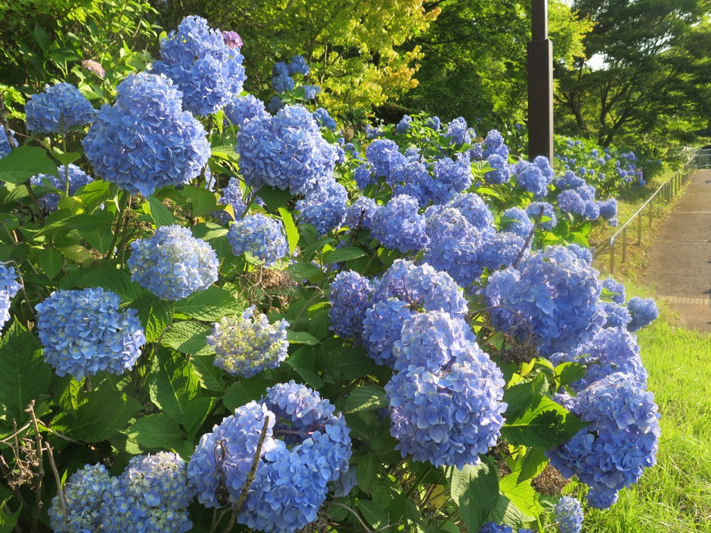 アジサイ開花情報　　6月22日