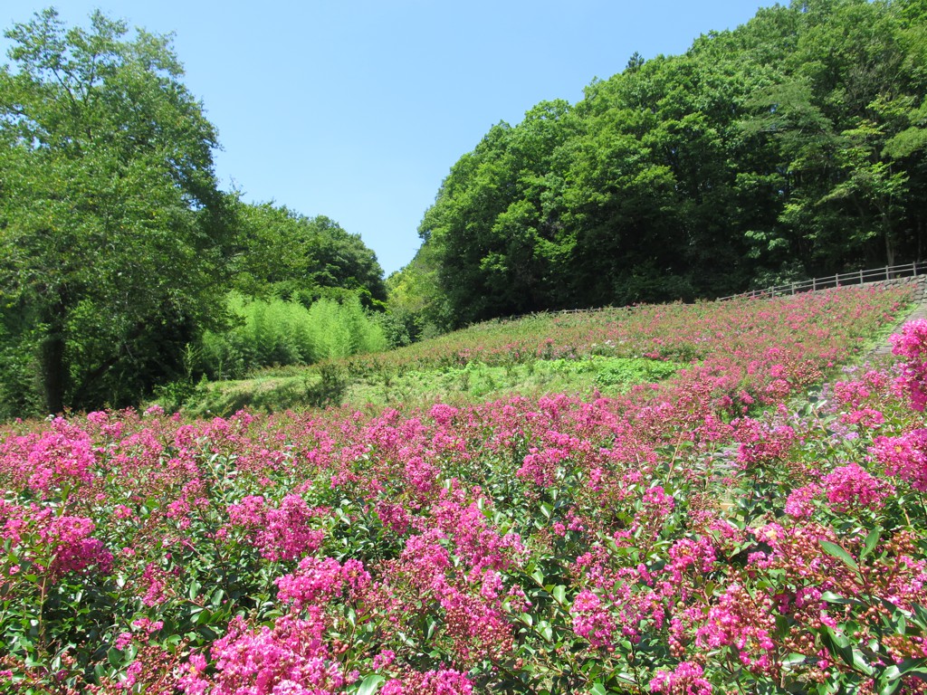 サルスベリ開花状況　7月31日現在