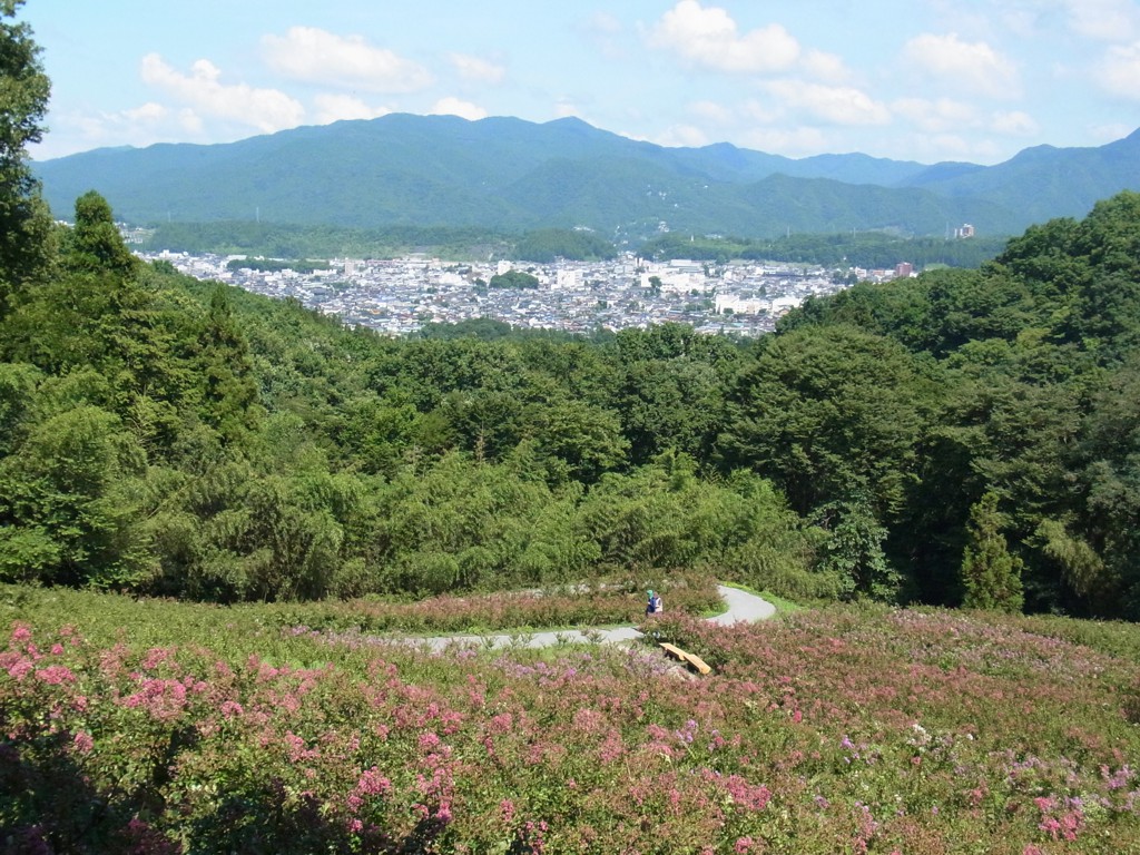 サルスベリ開花状況　7月29日現在