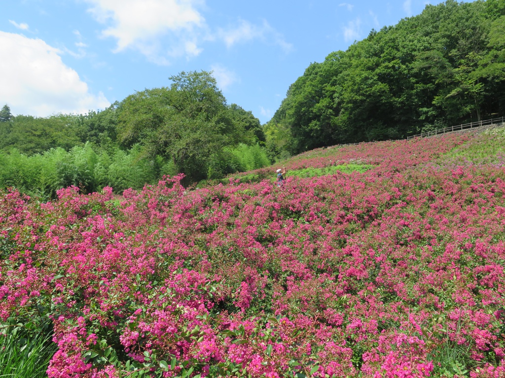 サルスベリ開花状況　8月11日現在