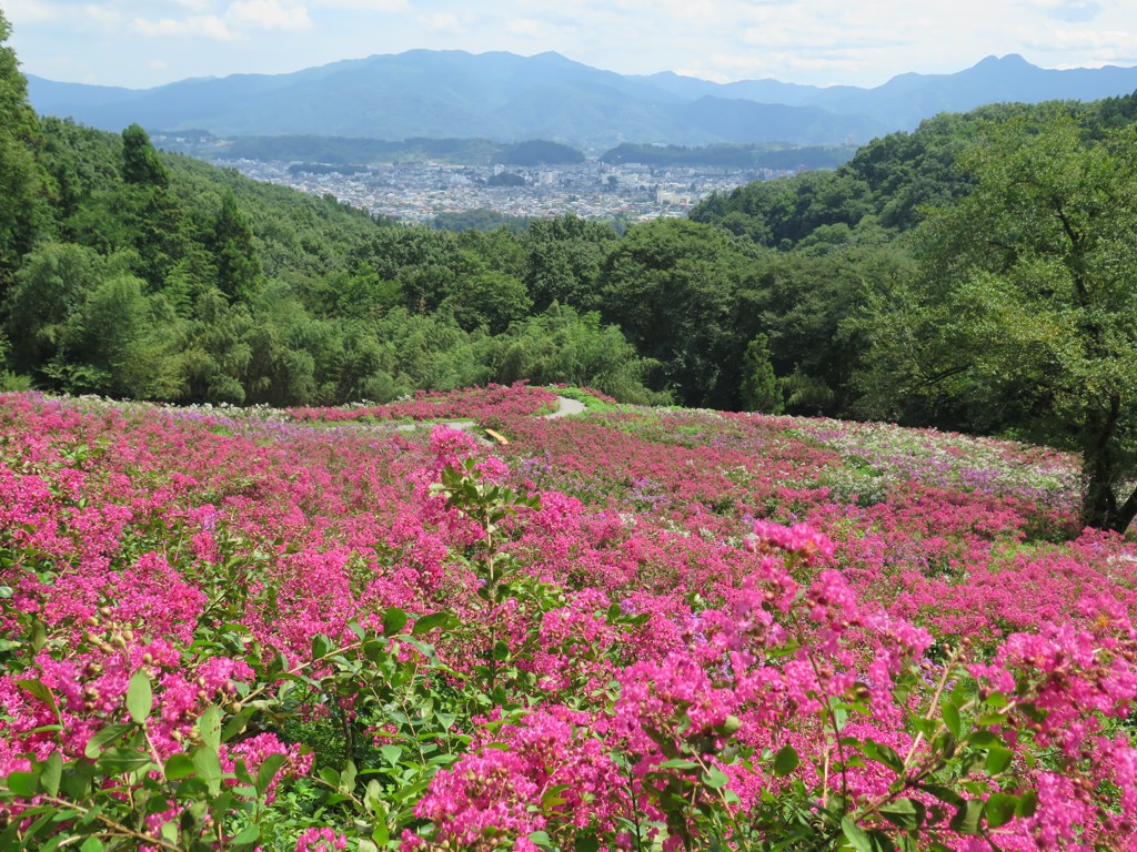 サルスベリ開花状況　8月15日現在
