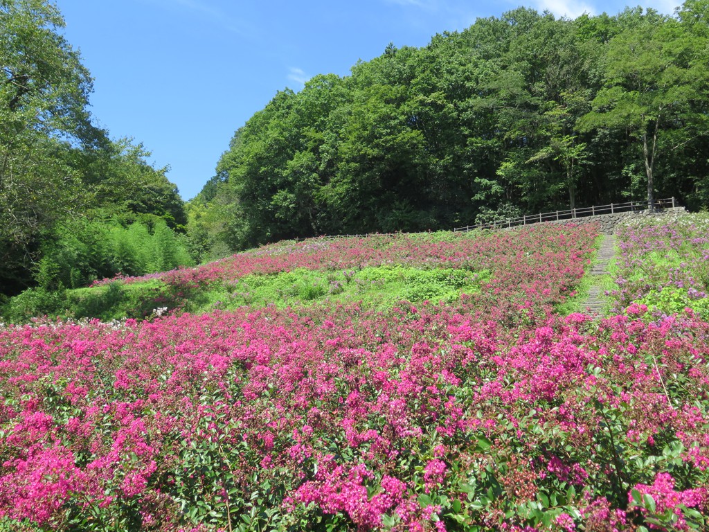 サルスベリ開花状況　8月26日現在
