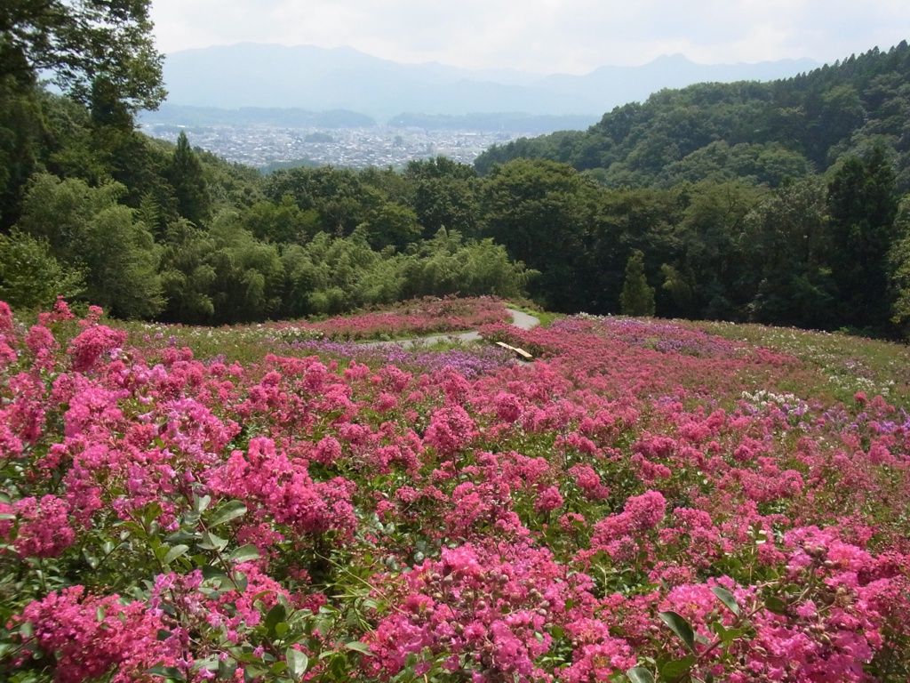 サルスベリ開花状況　8月6日現在