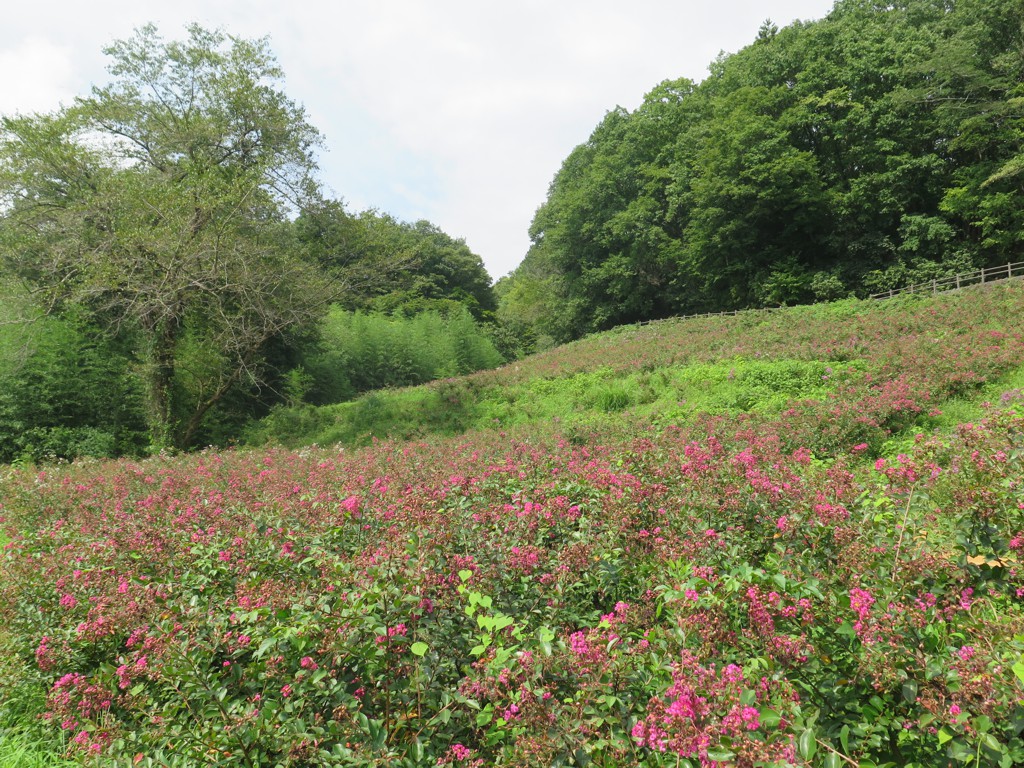 サルスベリ開花状況　9月6日現在