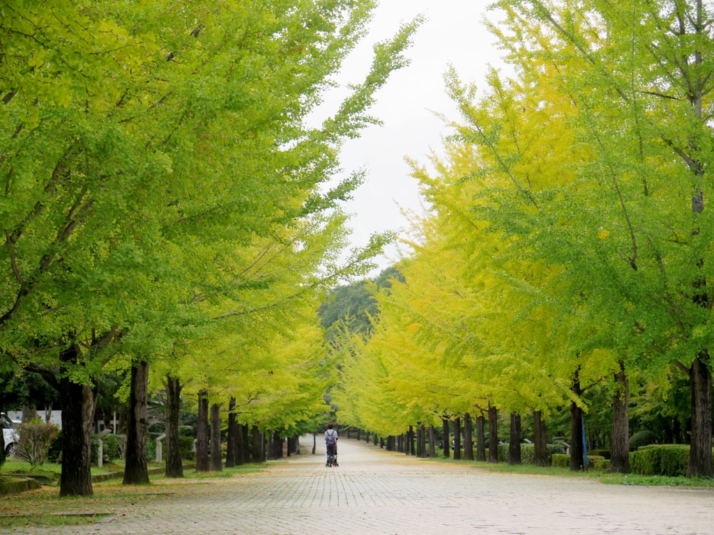 イチョウ並木紅葉情報　10月９日（火）現在