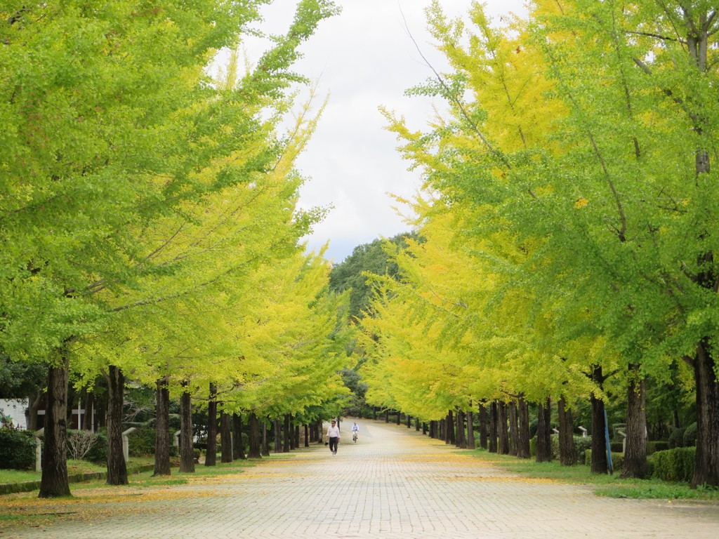 イチョウ並木紅葉情報　10月12日（金）現在