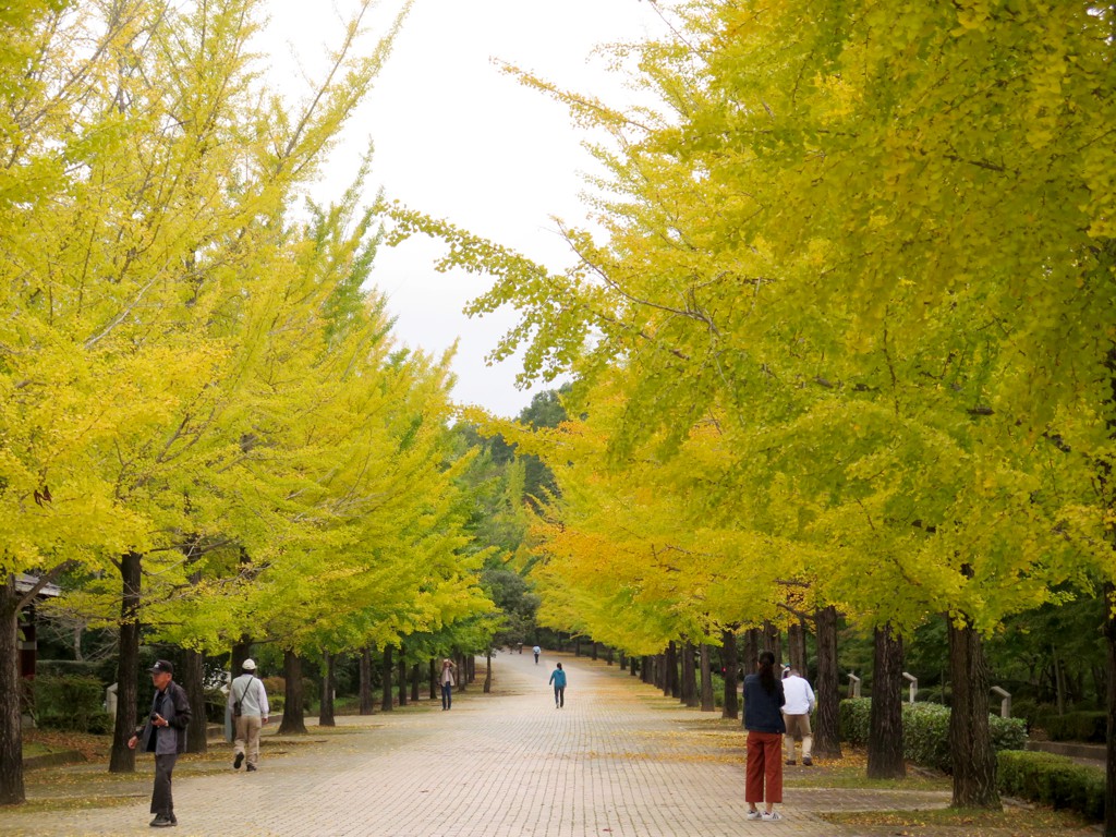 イチョウ並木紅葉情報　10月18日（木）現在