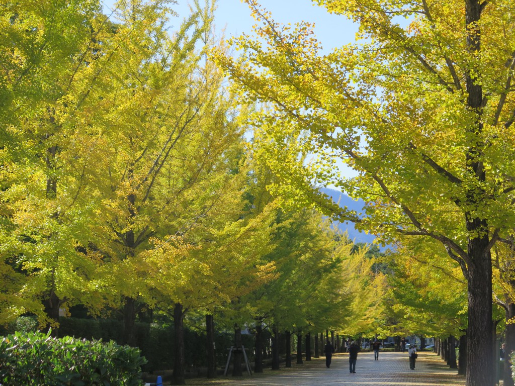 イチョウ並木紅葉情報　10月21日（日）現在　見頃です