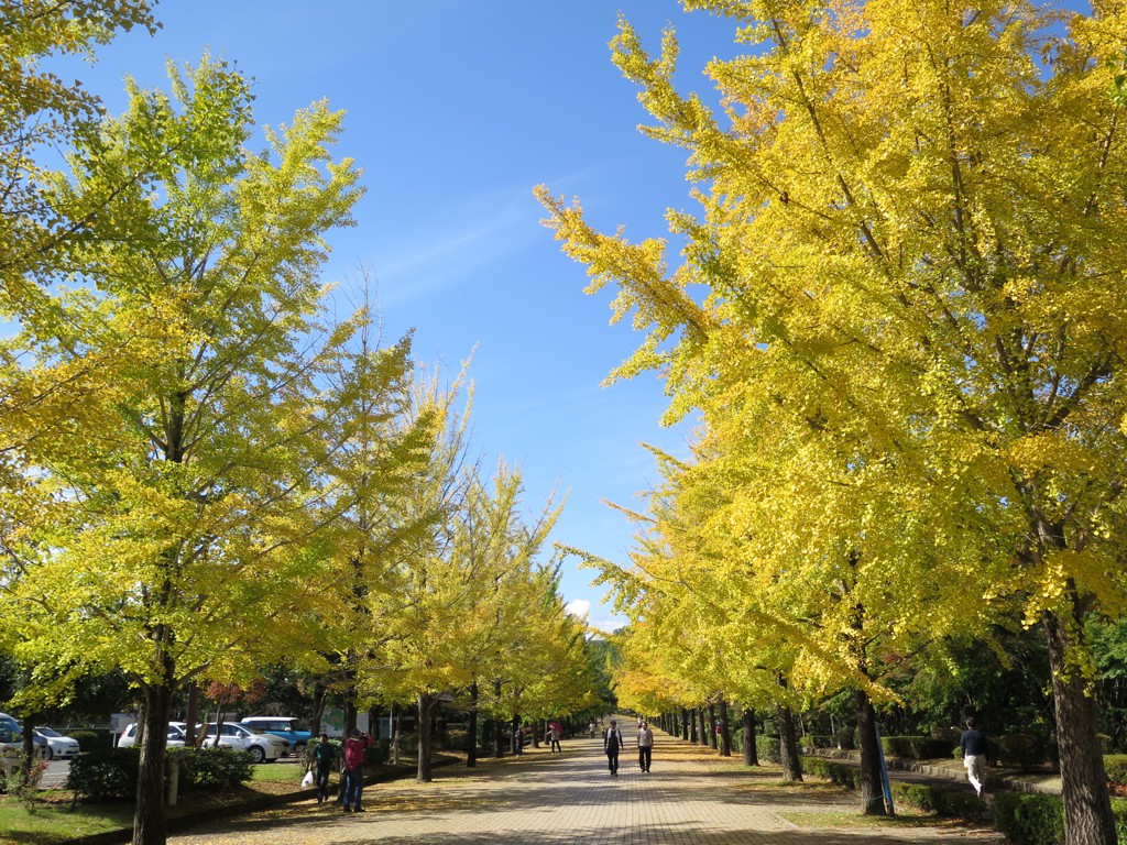 イチョウ並木紅葉情報　10月24日（水）見頃です。