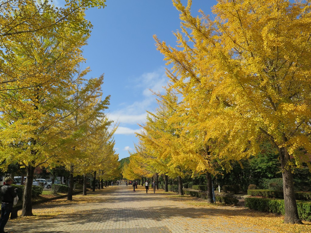 イチョウ並木紅葉情報　10月28日（日）見頃です。
