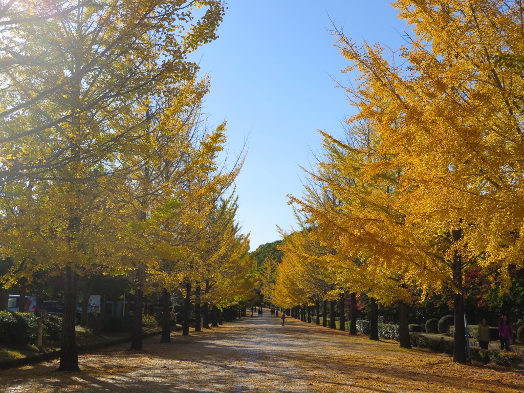 イチョウ並木紅葉情報　11月1日（木）見頃です。