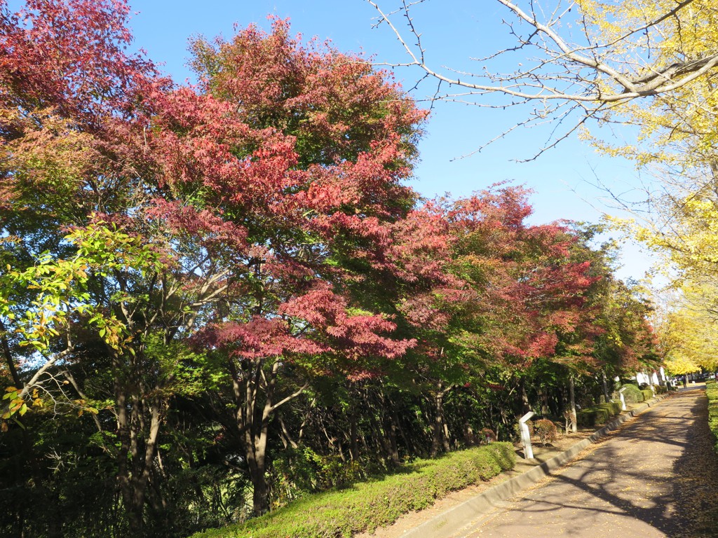 モミジ紅葉情報　11月1日（木）現在