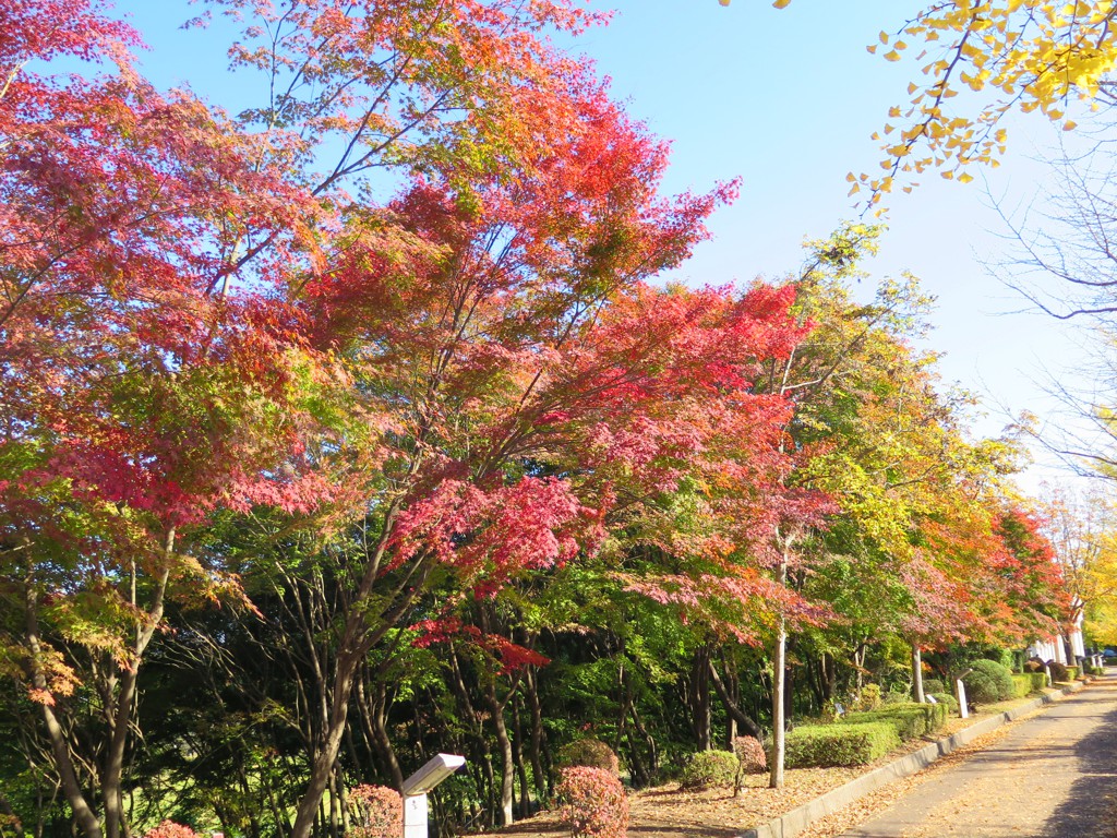 モミジ紅葉情報　11月3日（土）現在