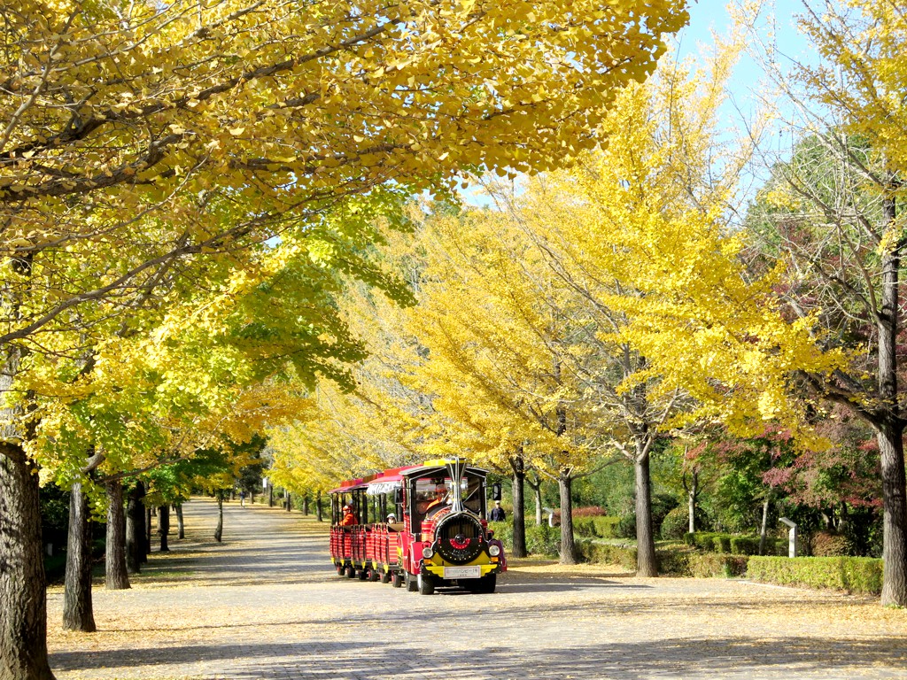 イチョウ並木紅葉情報　11月3日（土）見頃です。