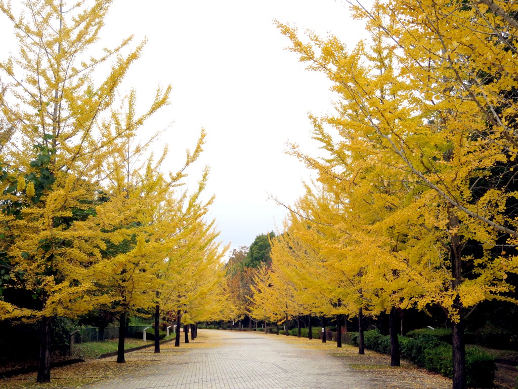 イチョウ並木紅葉情報　11月6日（火）終わり際。