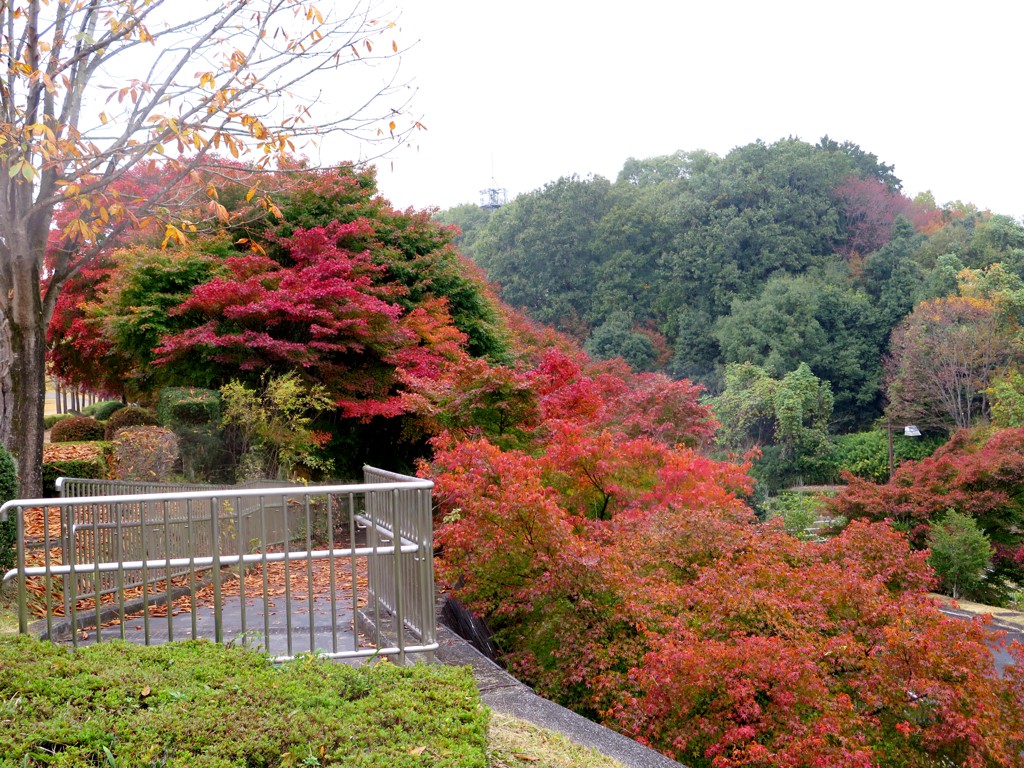 モミジ紅葉情報　11月6日（火）現在