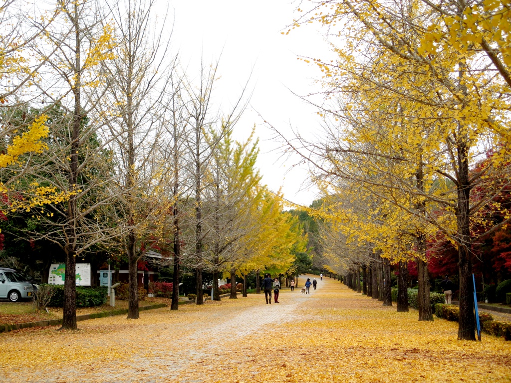 イチョウ並木紅葉情報　11月8日（木）終了。